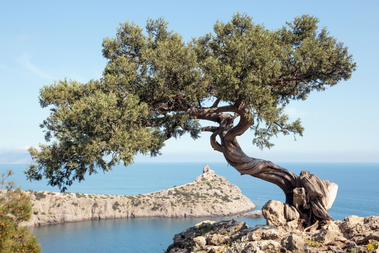 Сосна Станкевича (Судакская, Пицундская)