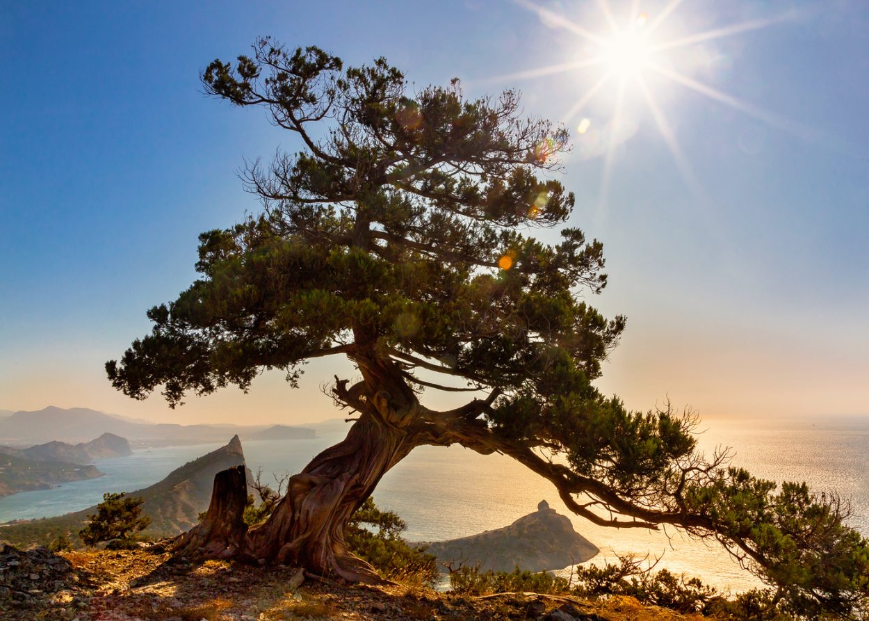 Сосна Судакская Pinus – stankewiczii