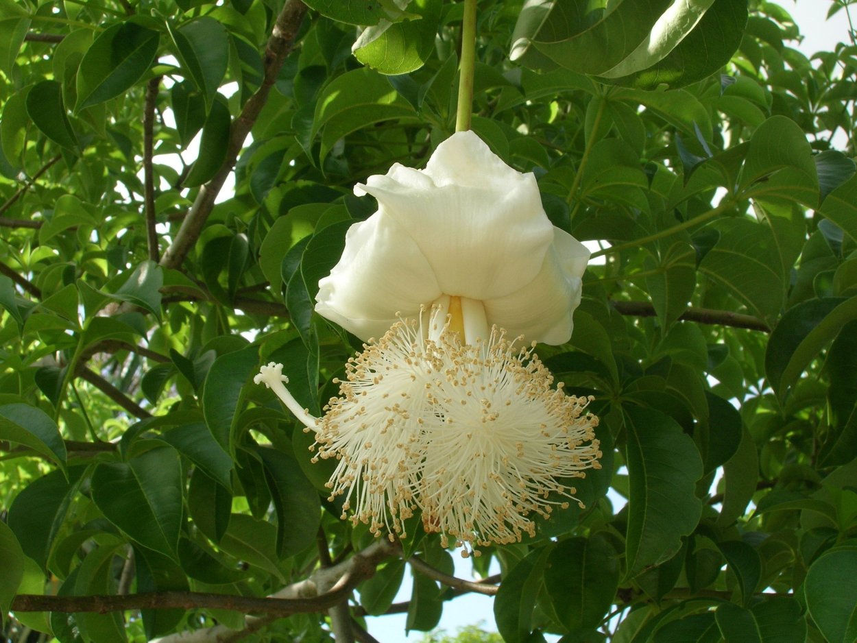 Adansonia Gregorii