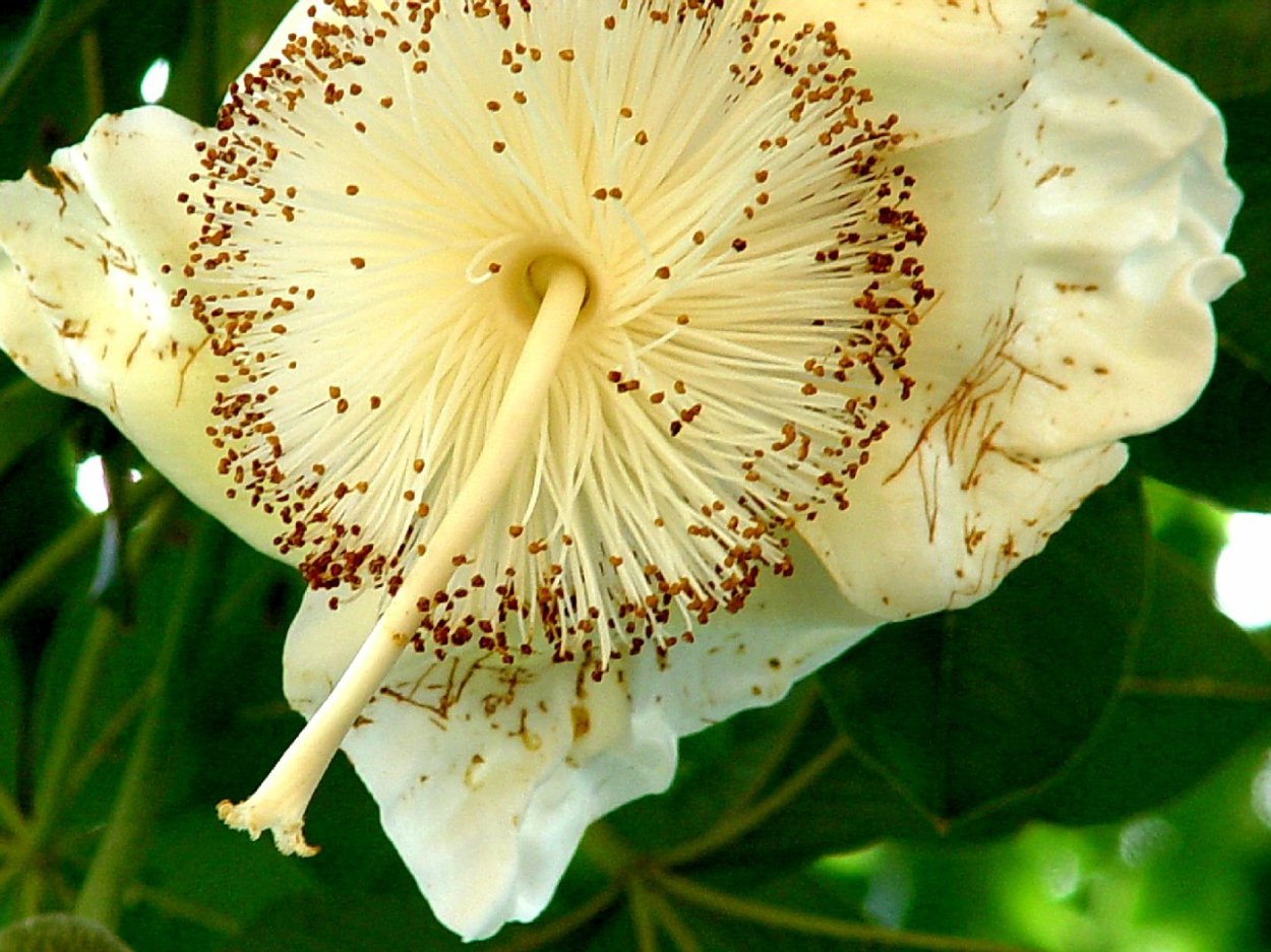 Пустынная роза Сокотра