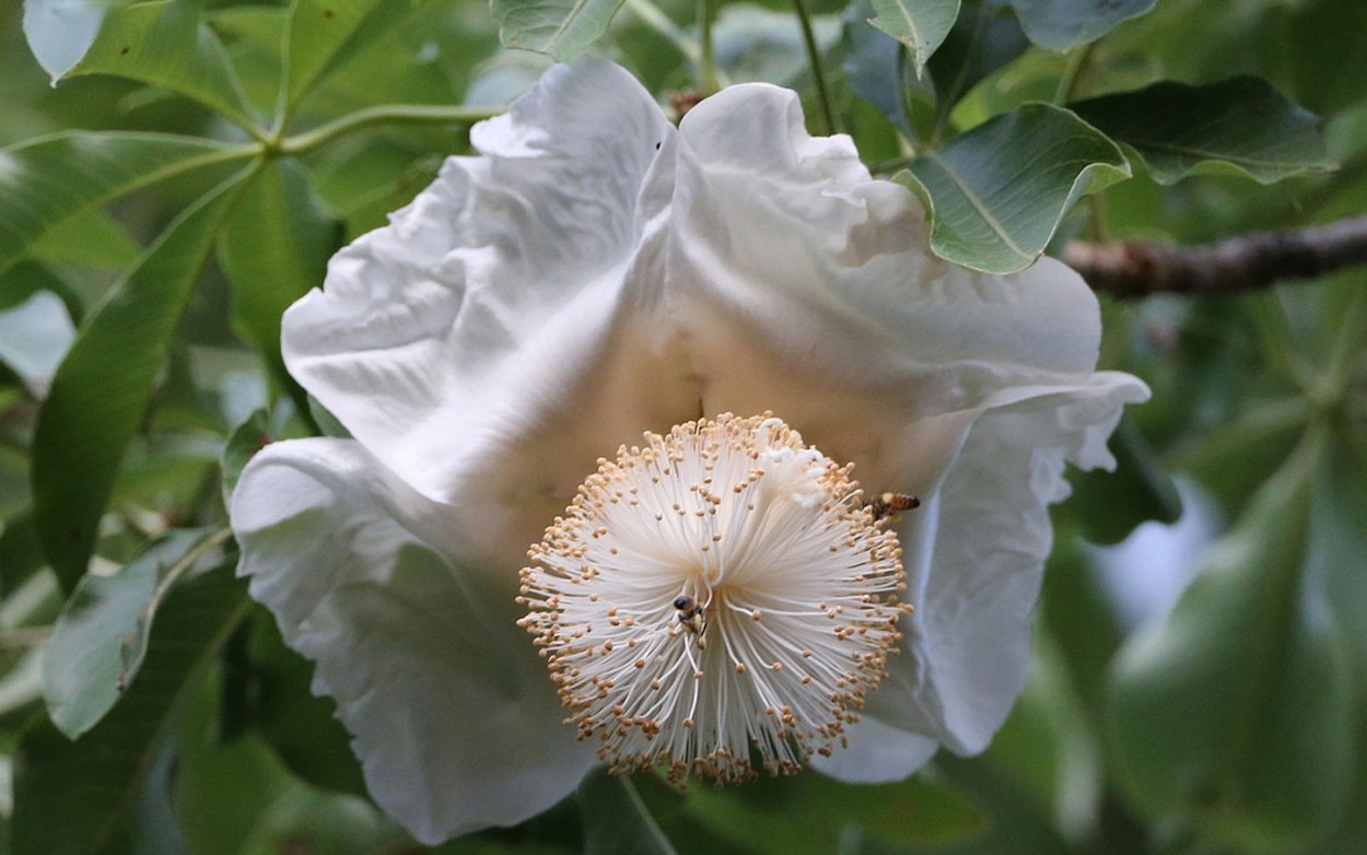 «Адениум тучный Сокотра