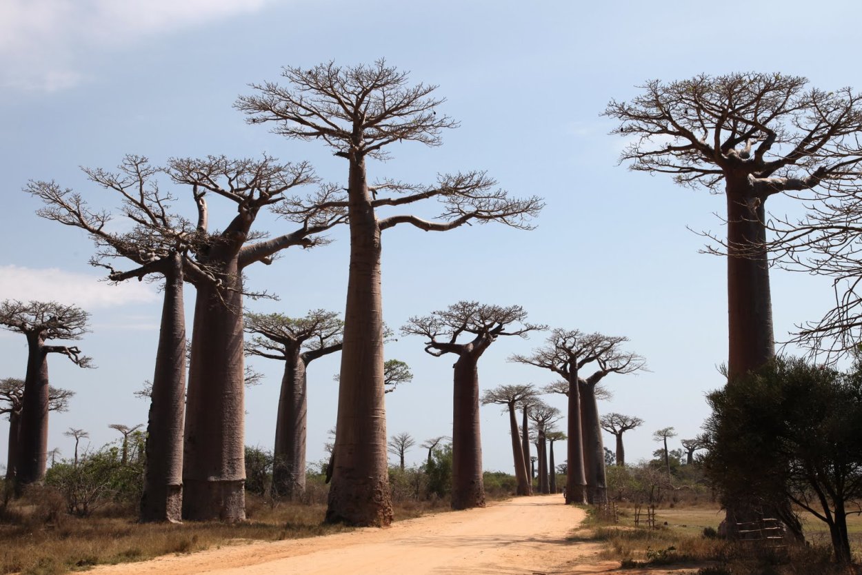 Австралийский баобаб бутылочное дерево