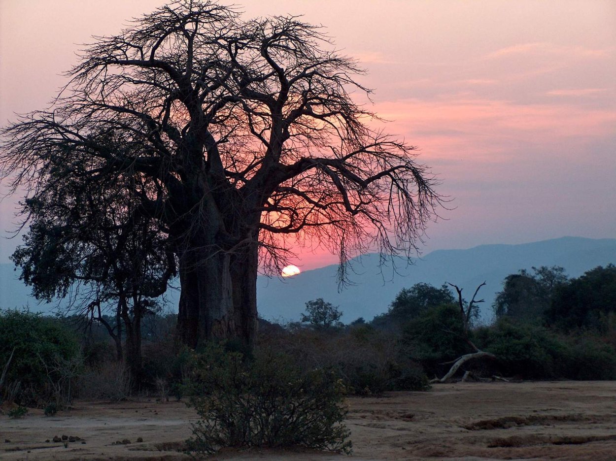 Баобаб дерево цветы