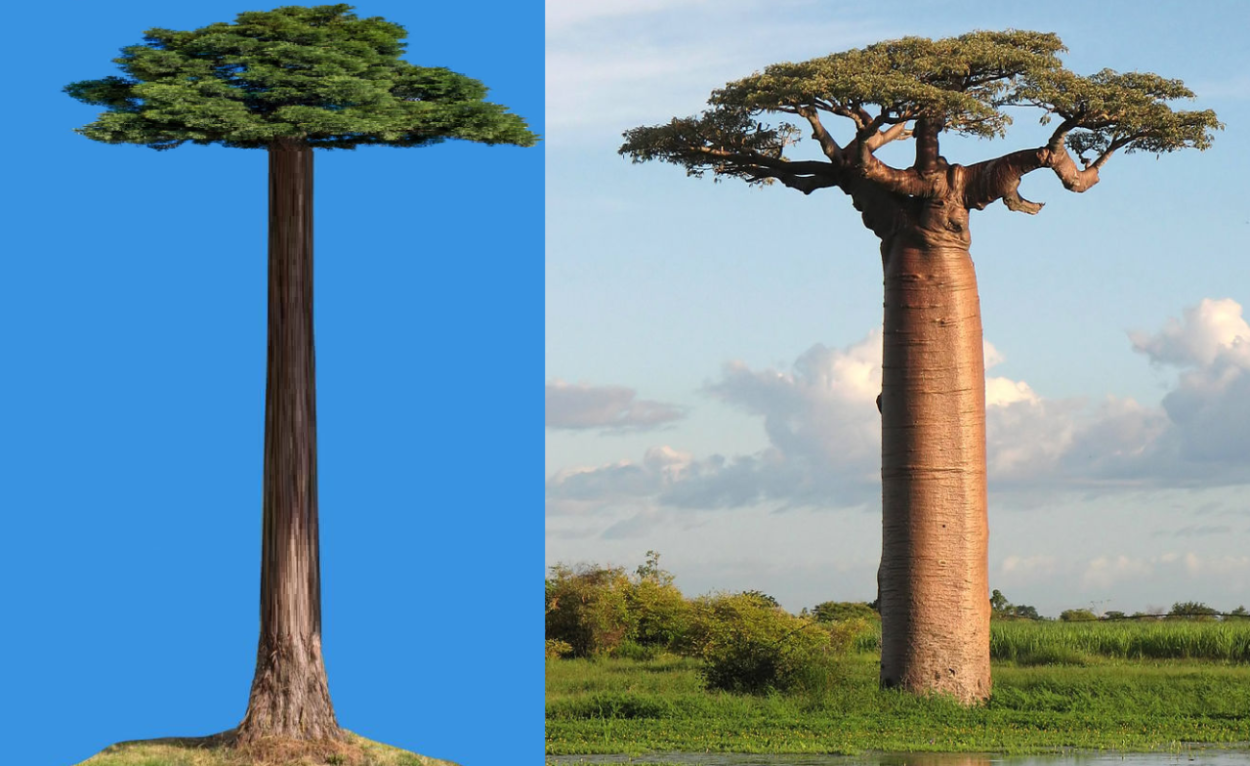 Адыгейский баобаб Даховская