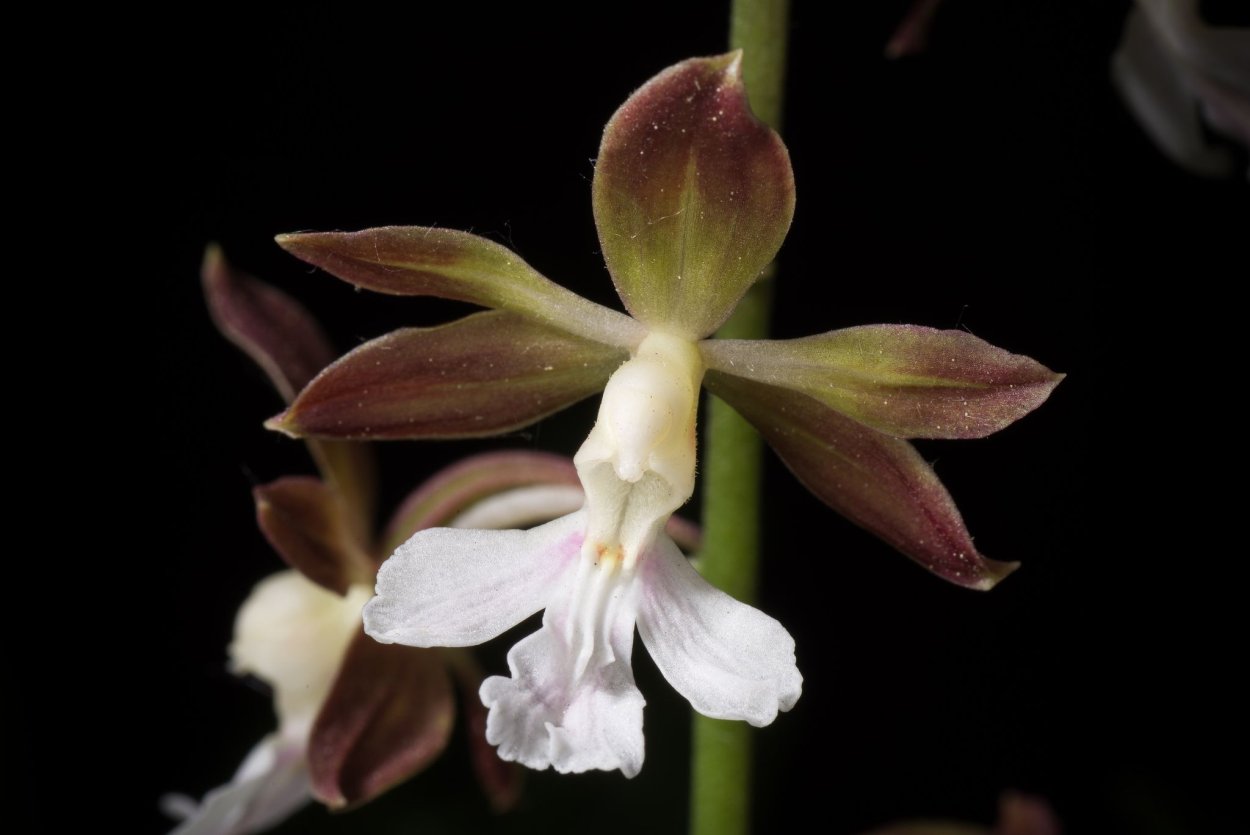 Booralana tricarinata