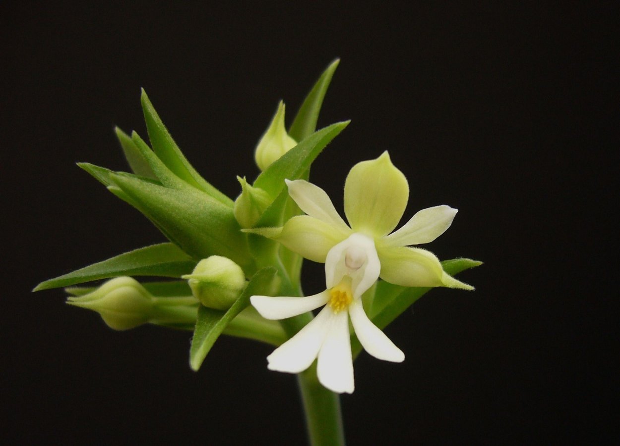 Орхидея Calanthe discolor