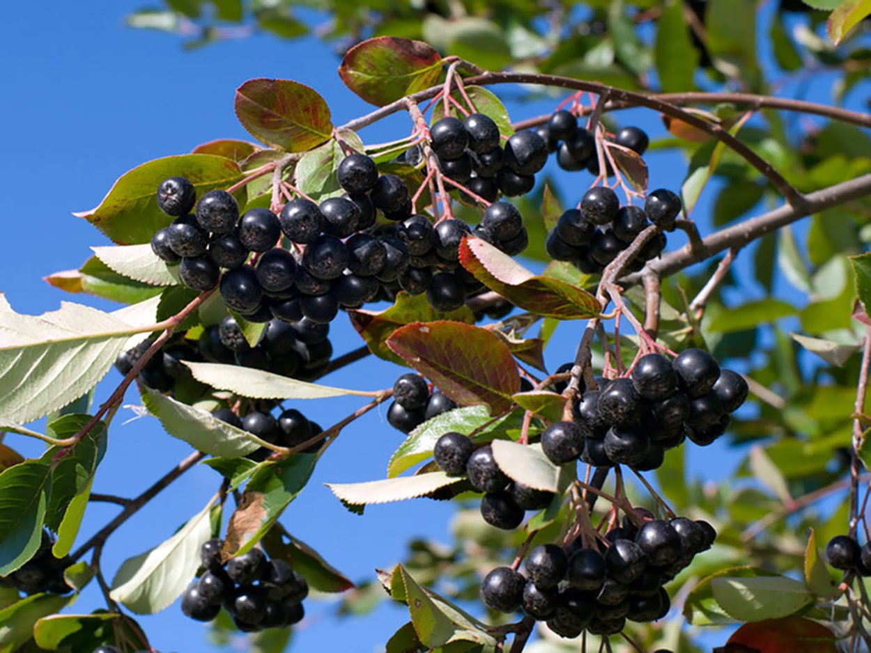 Арония черноплодная (Aronia melanocarpa)