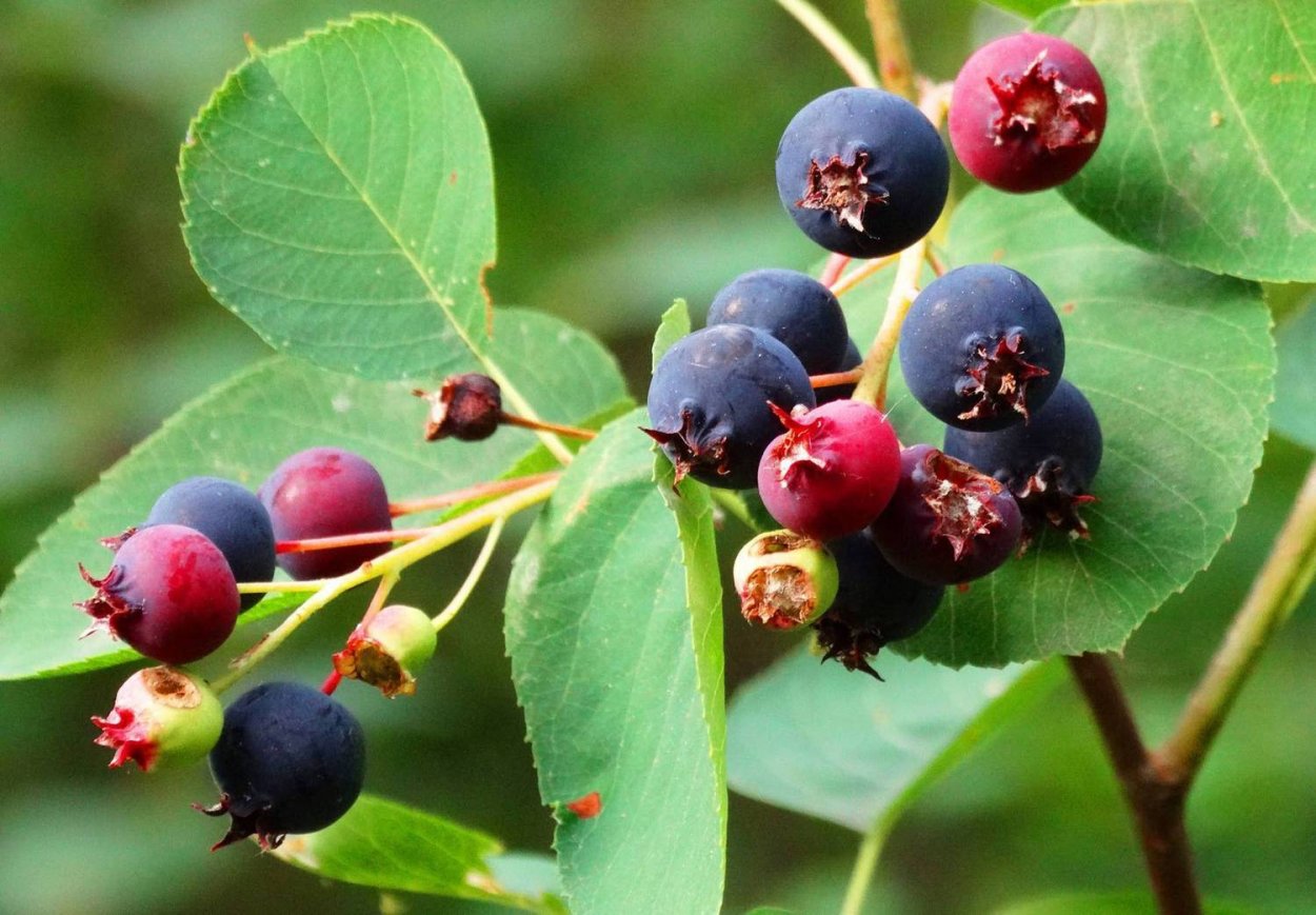 Черноплодная рябина