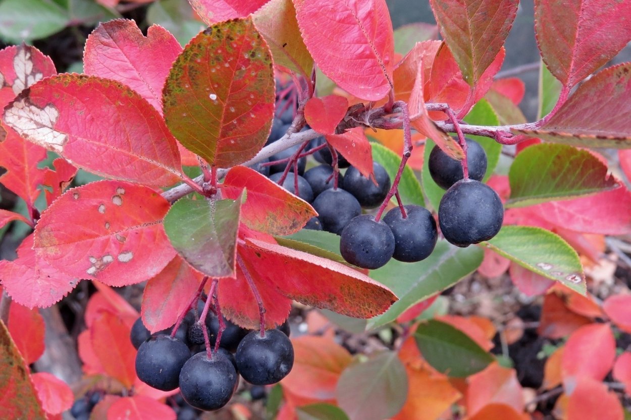 Арония черноплодная «Хаккия»