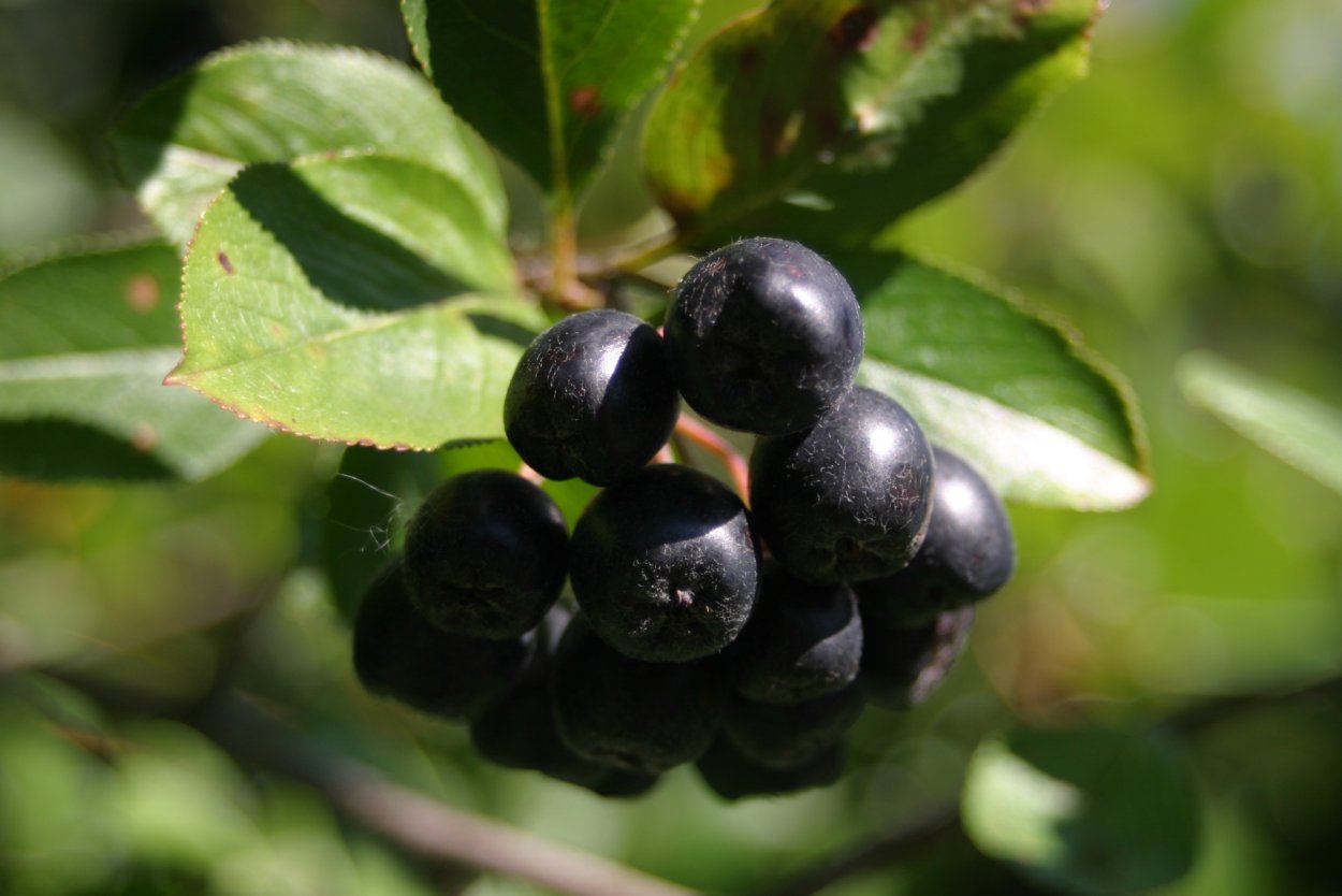 Черноплодная рябина арония Мичурина