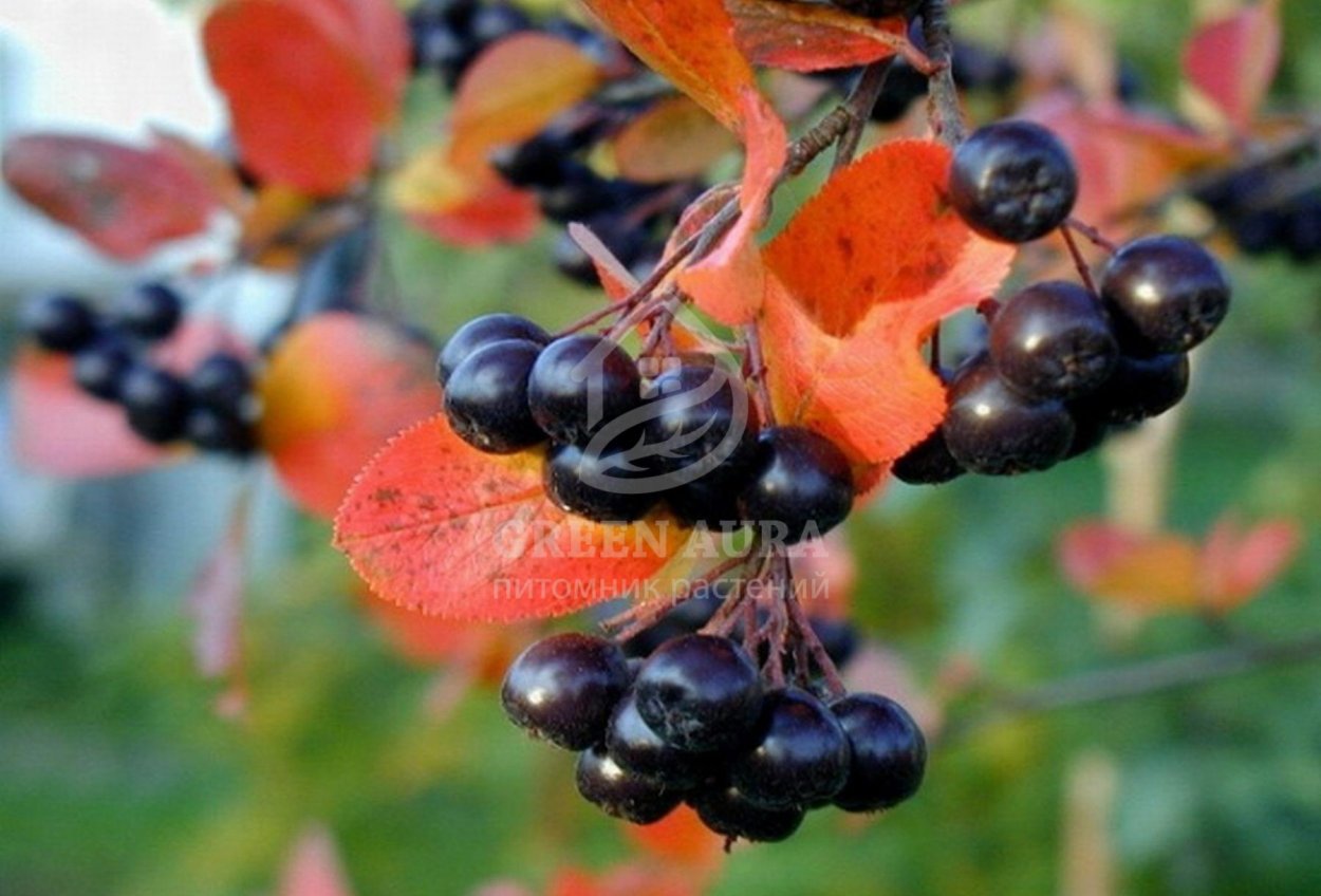 Черноплодная рябина