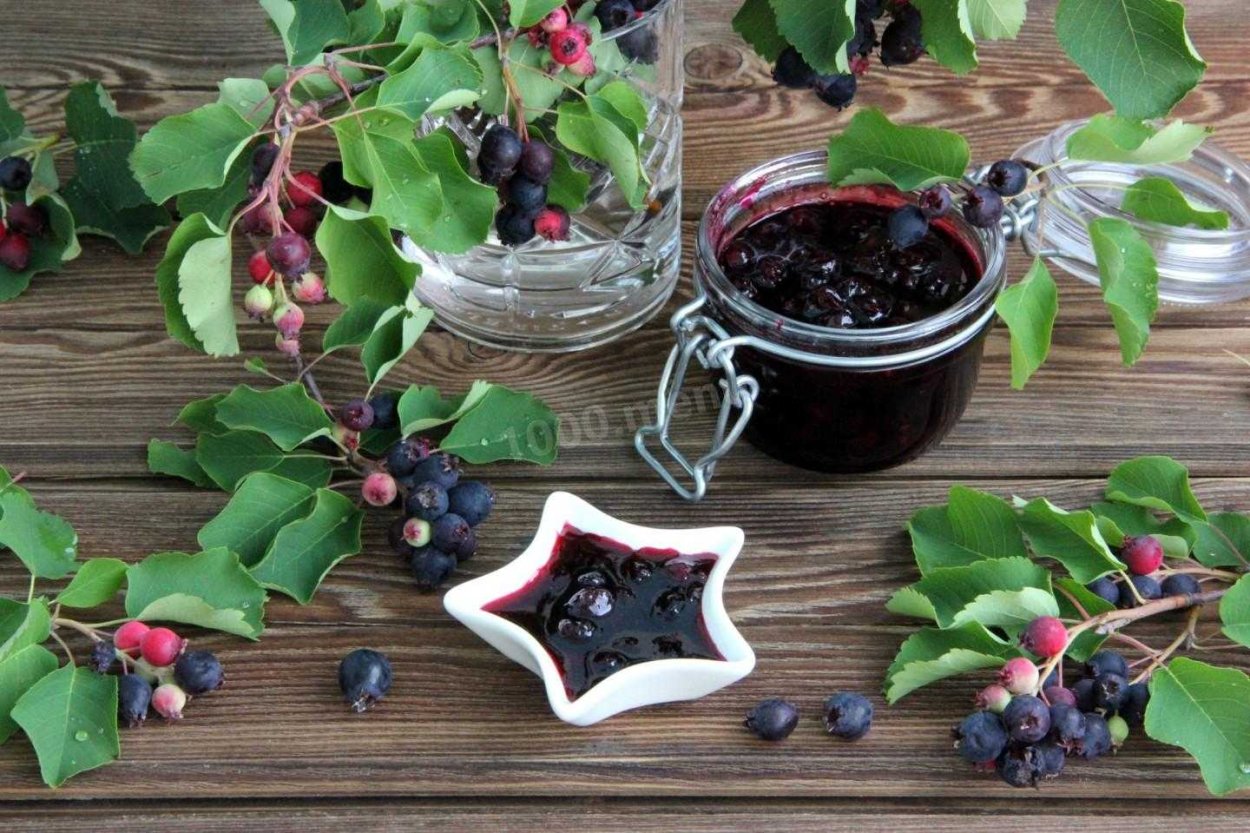 Ирга ягода куст