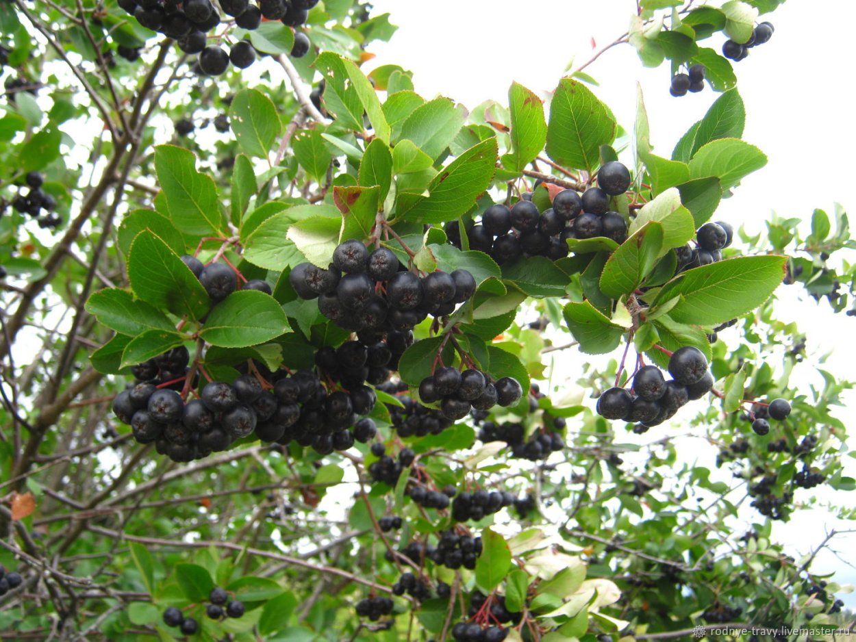 Черноплодная рябина кустарник
