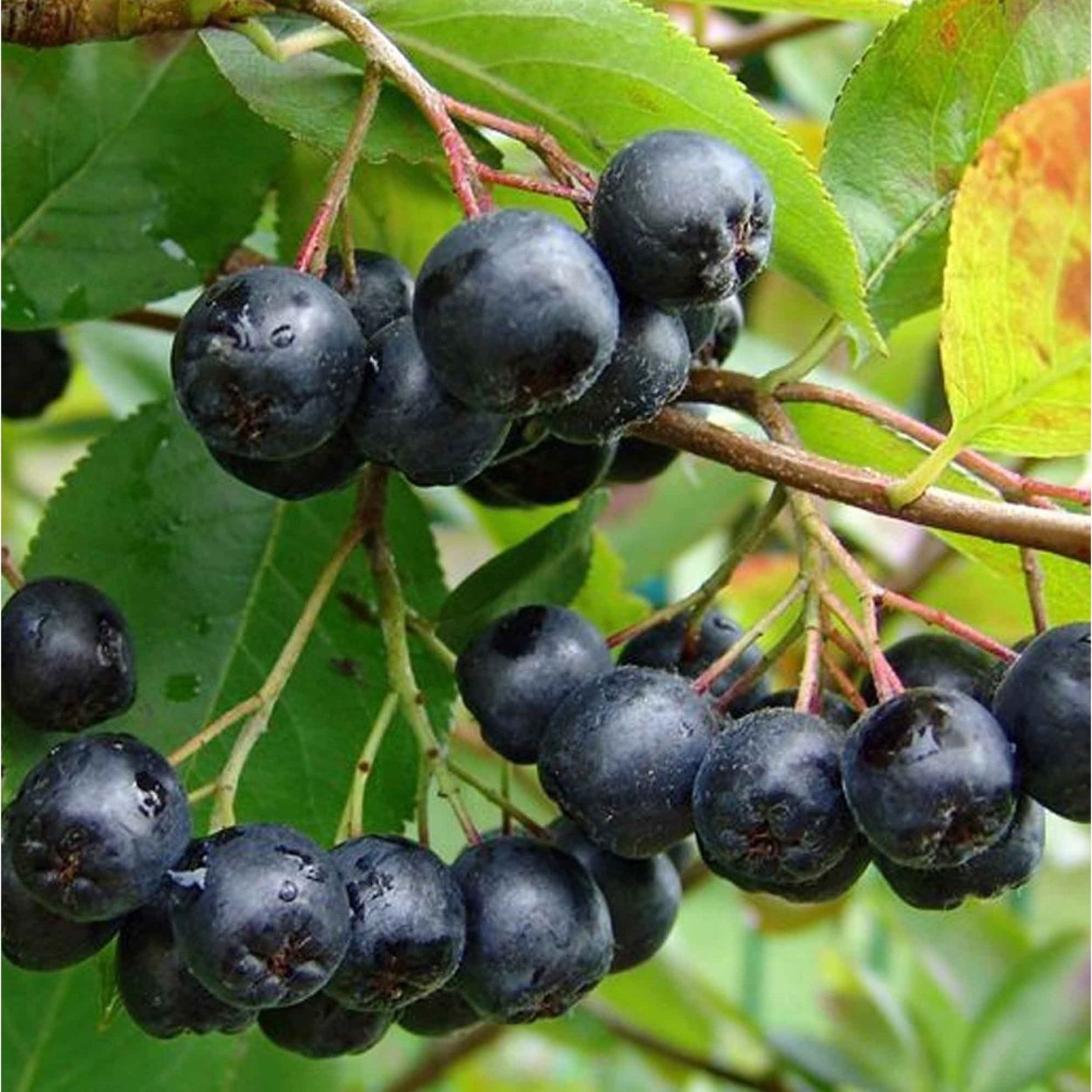 Черноплодка арония