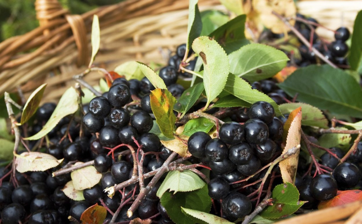 Арония черноплодная (Aronia melanocarpa)