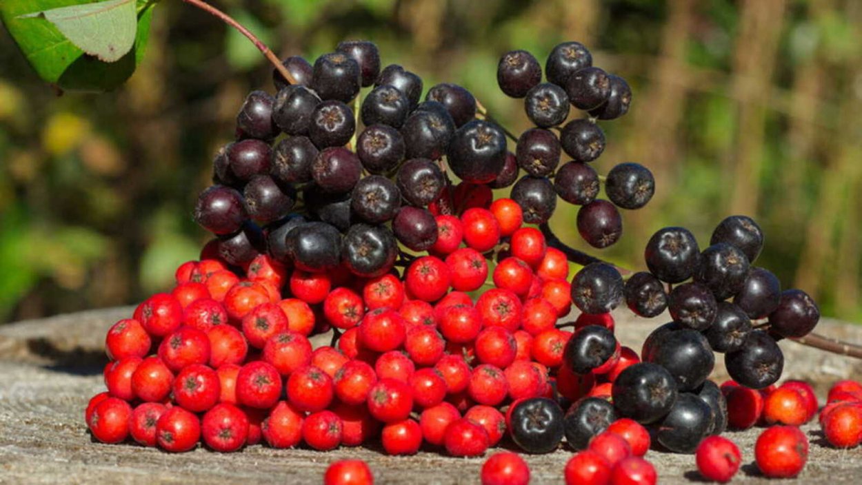 Арония черноплодная стебель