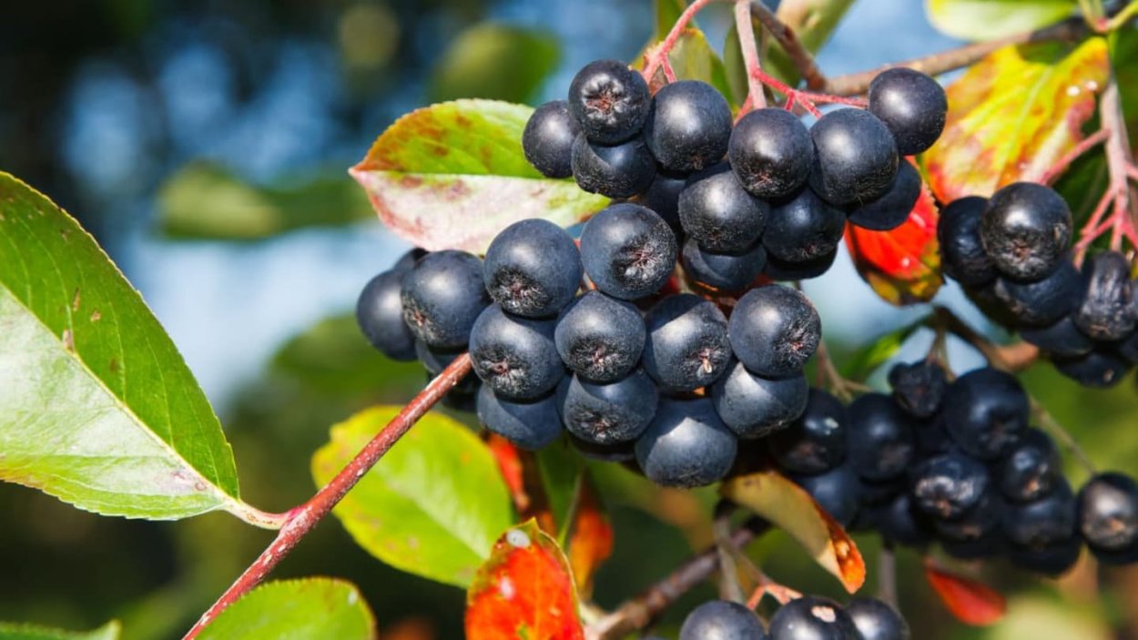 Ирга черноплодная