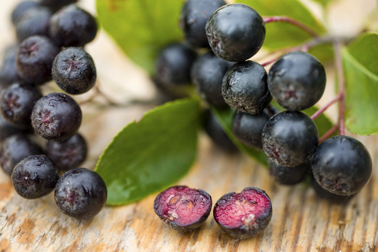 Рябина черноплодная штамбовая