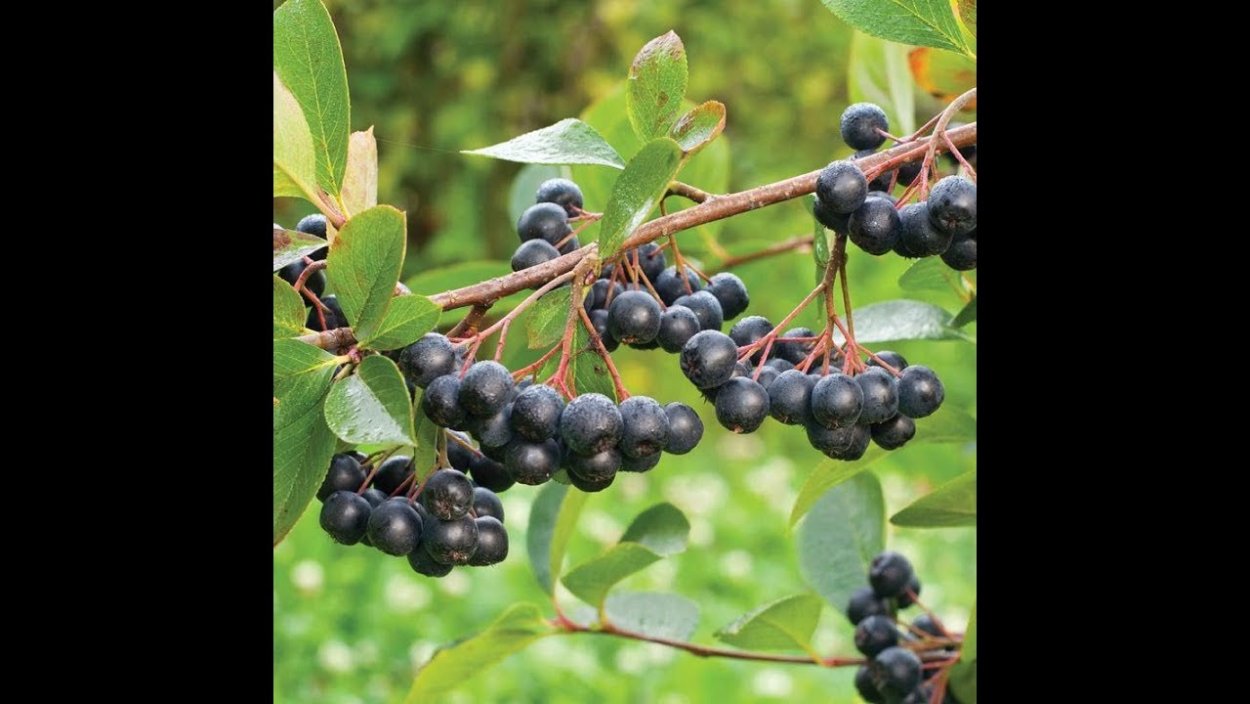 Ирга ольхолистная осенью