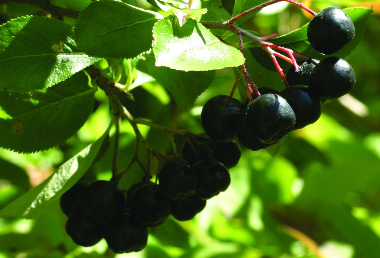 Арония черноплодная (Aronia melanocarpa)