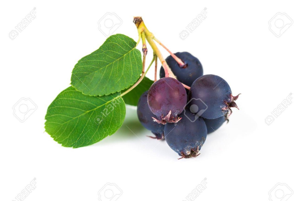 Арония черноплодная крона