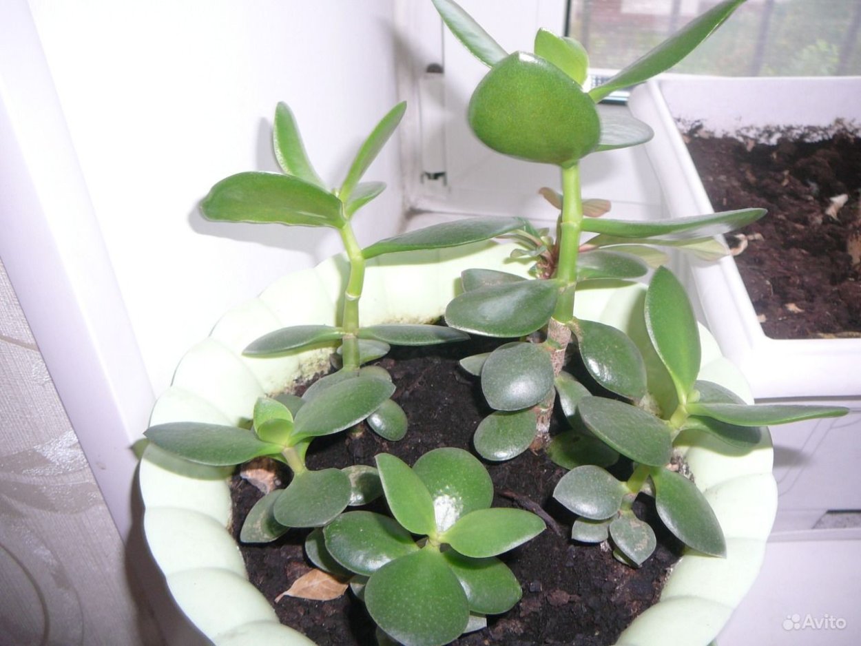 Толстянка Лиана вьющийся