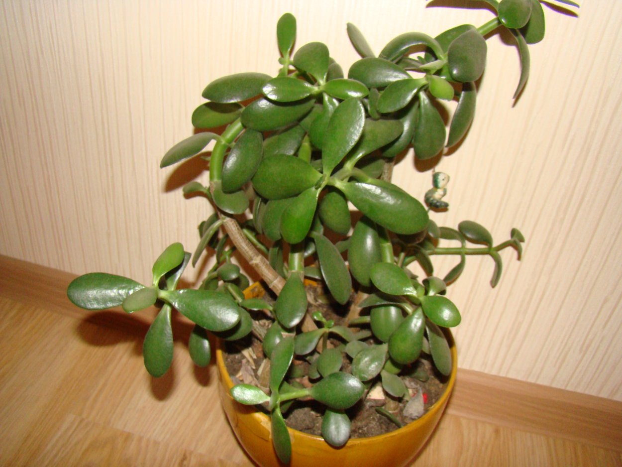 Толстянка крона