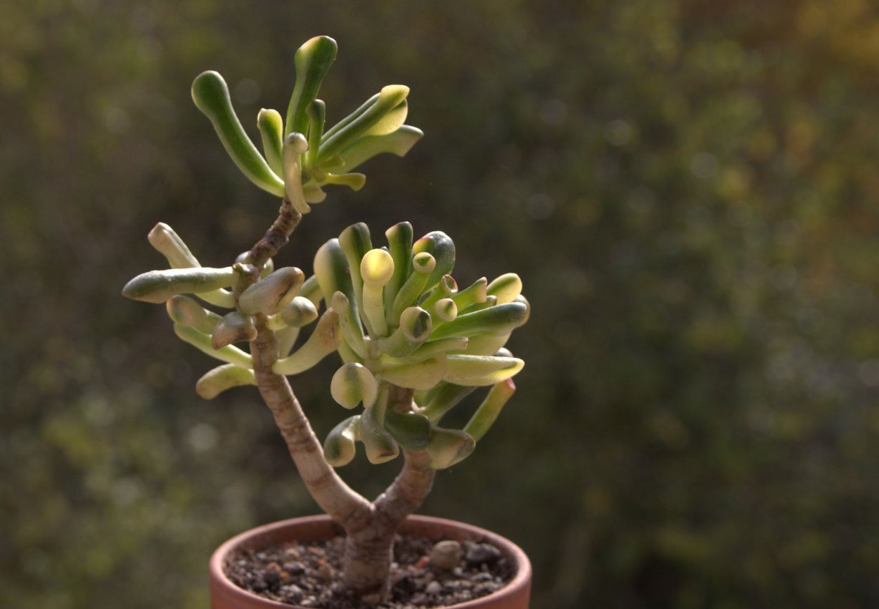 Крассула толстянка бонсай