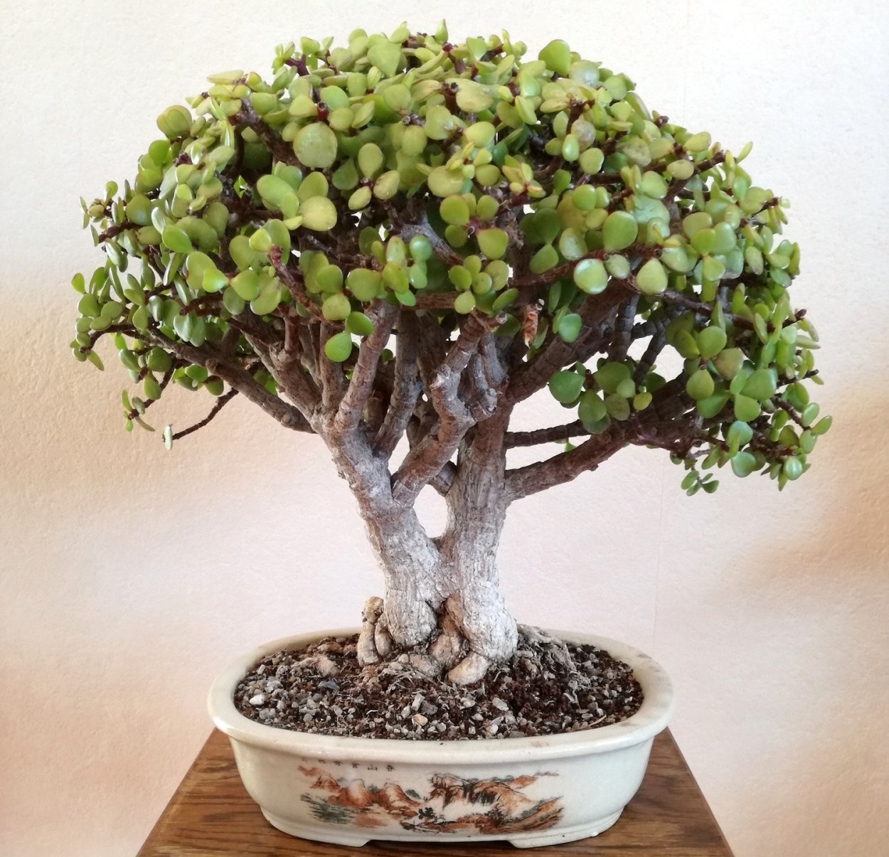 Крассула древовидная (Crassula arborescens)