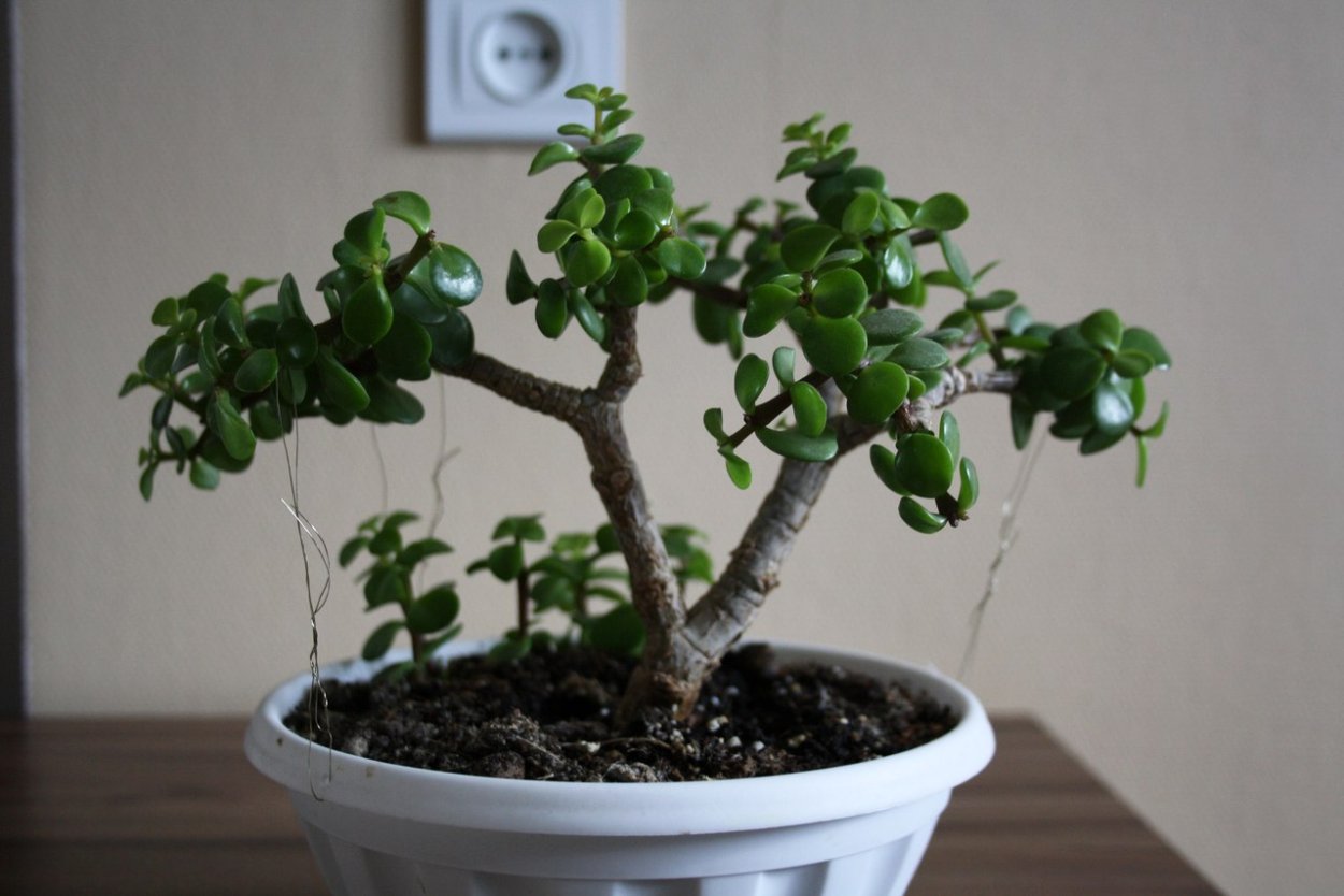 Крассула Овата Плант