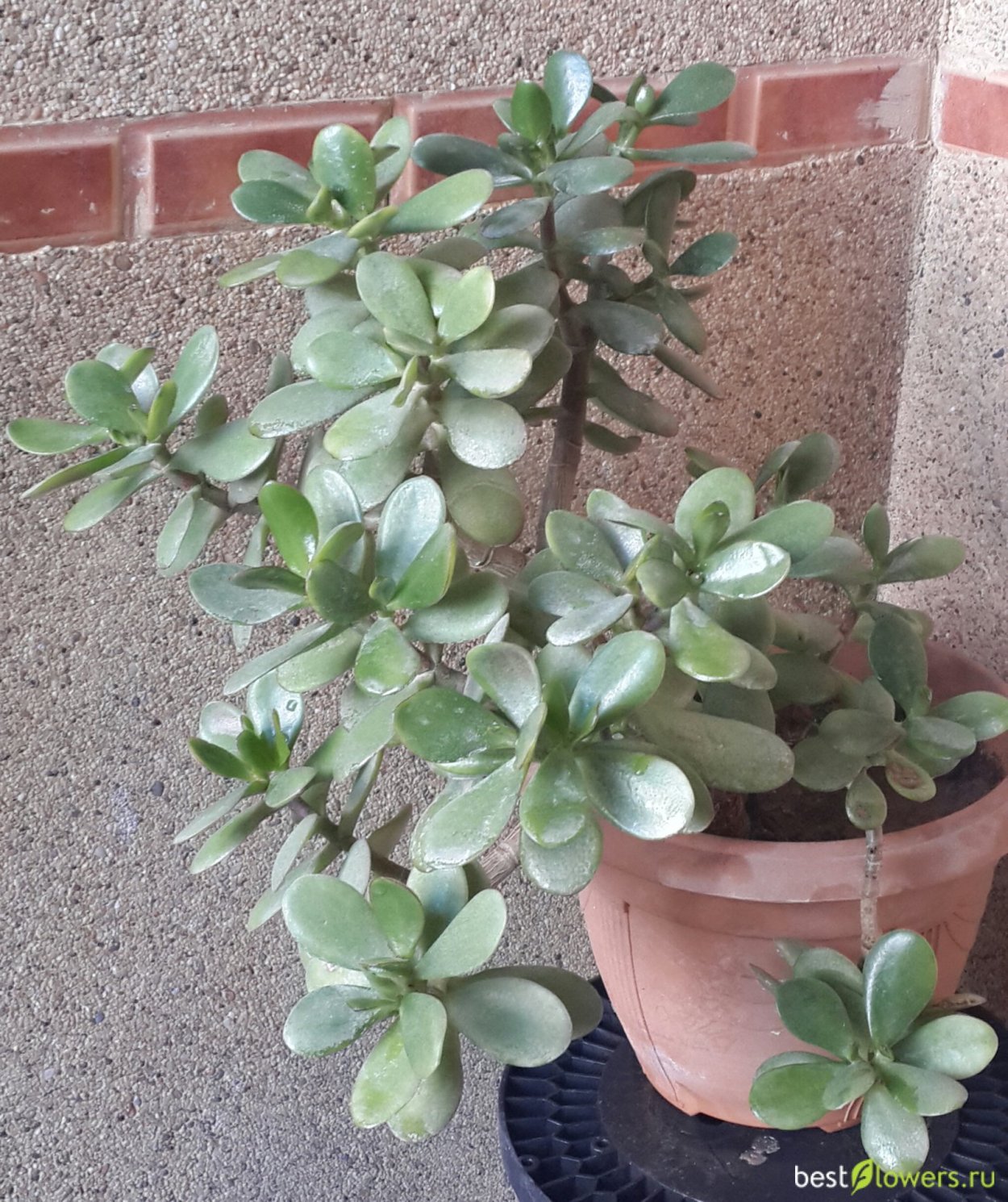 Крассула Овата Хоббит