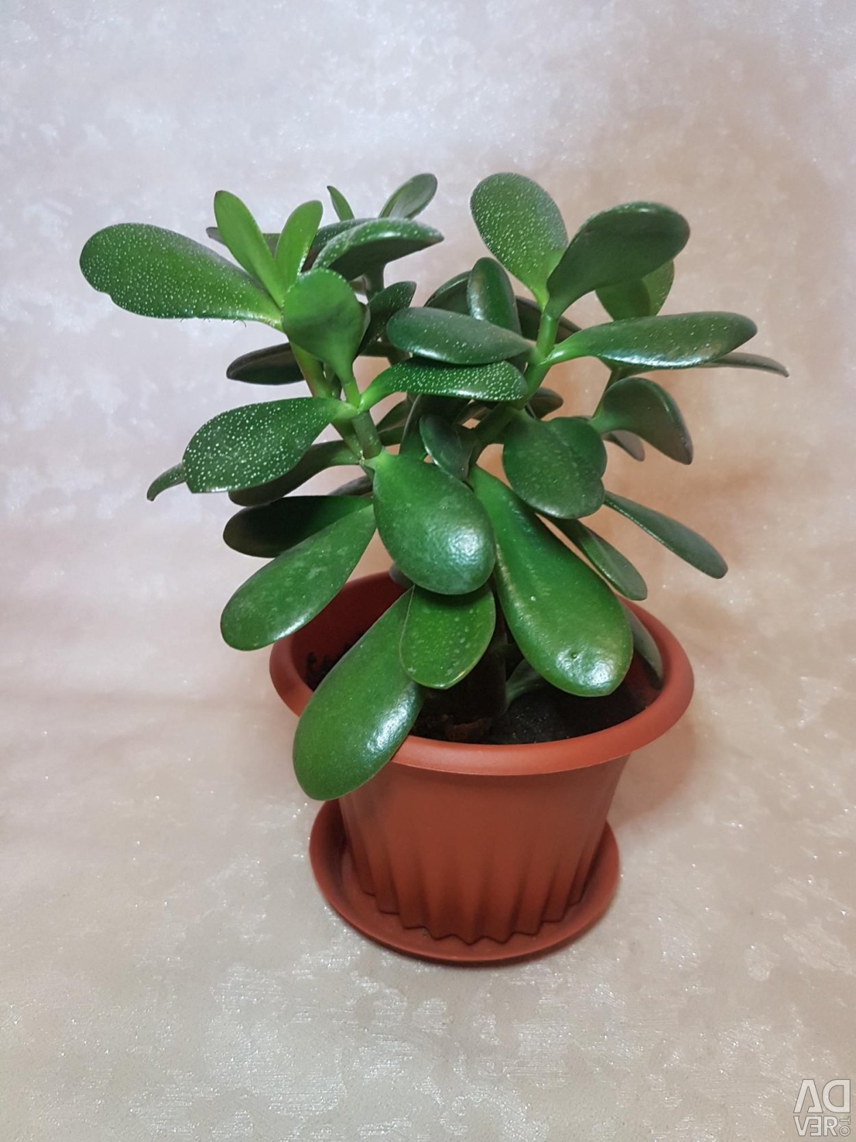 Денежное дерево цветок