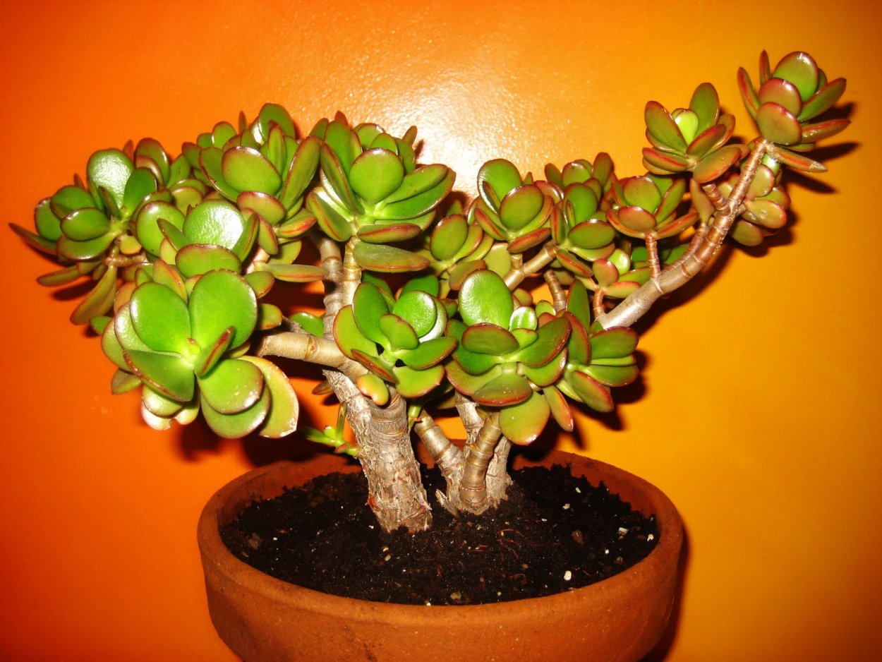 Толстянка денежное дерево приметы