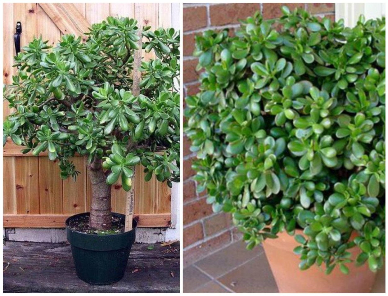 На Дендробиуме появляются детки а не цветы