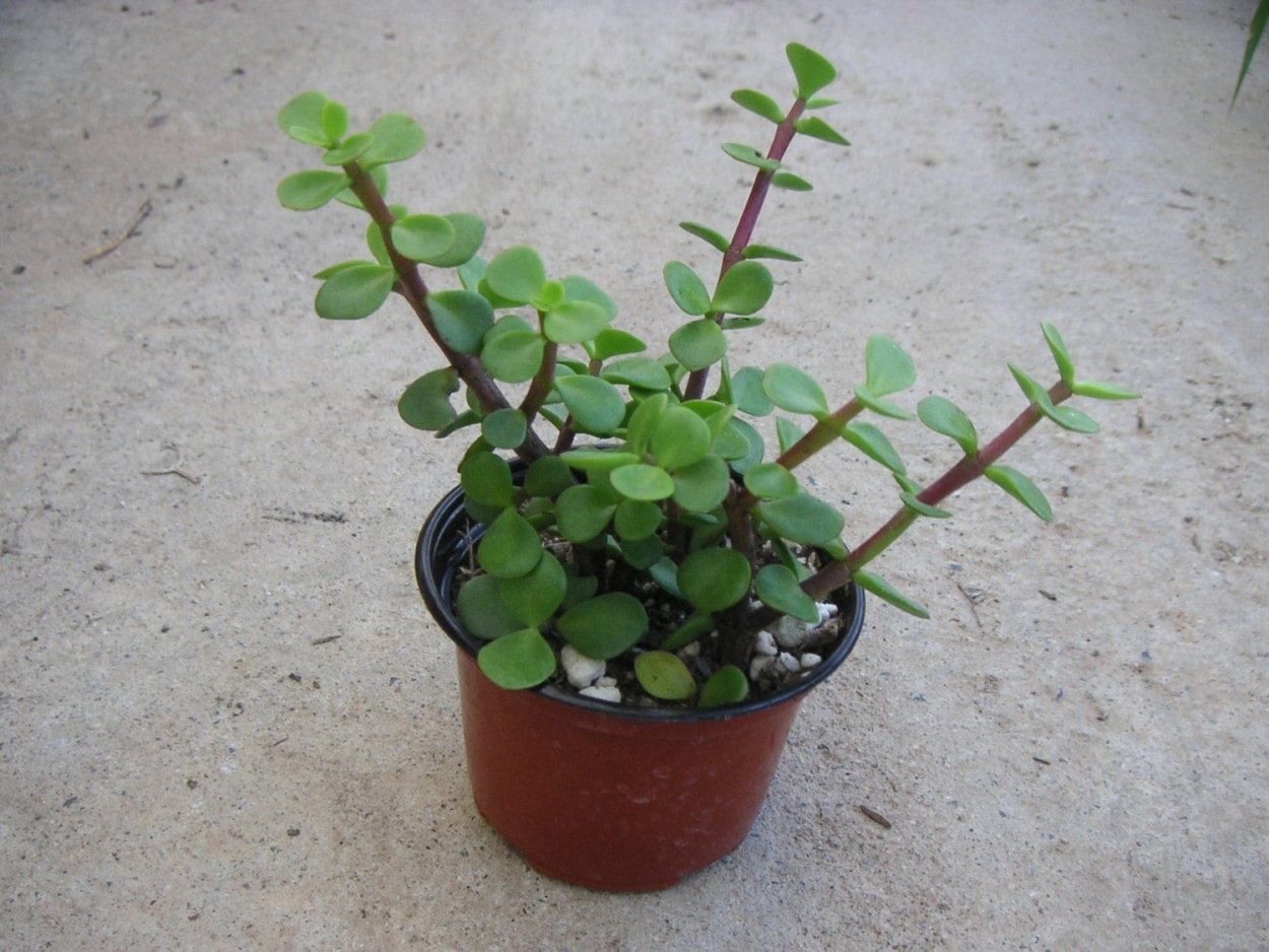 Крассула (толстянка) Сансет