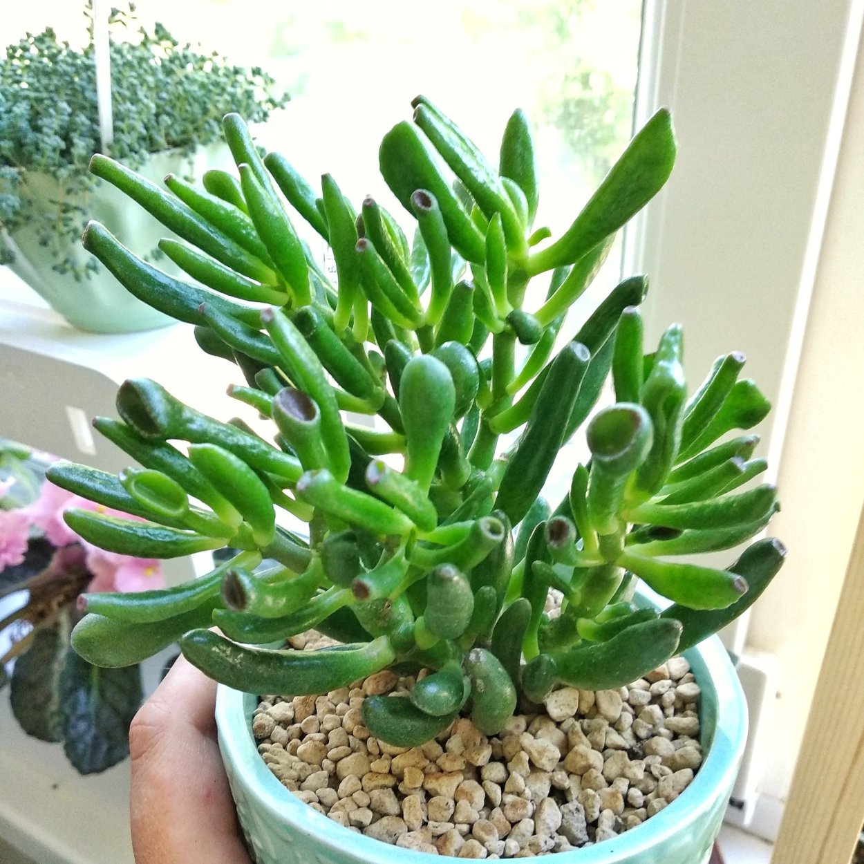 Эдема на суккулентах