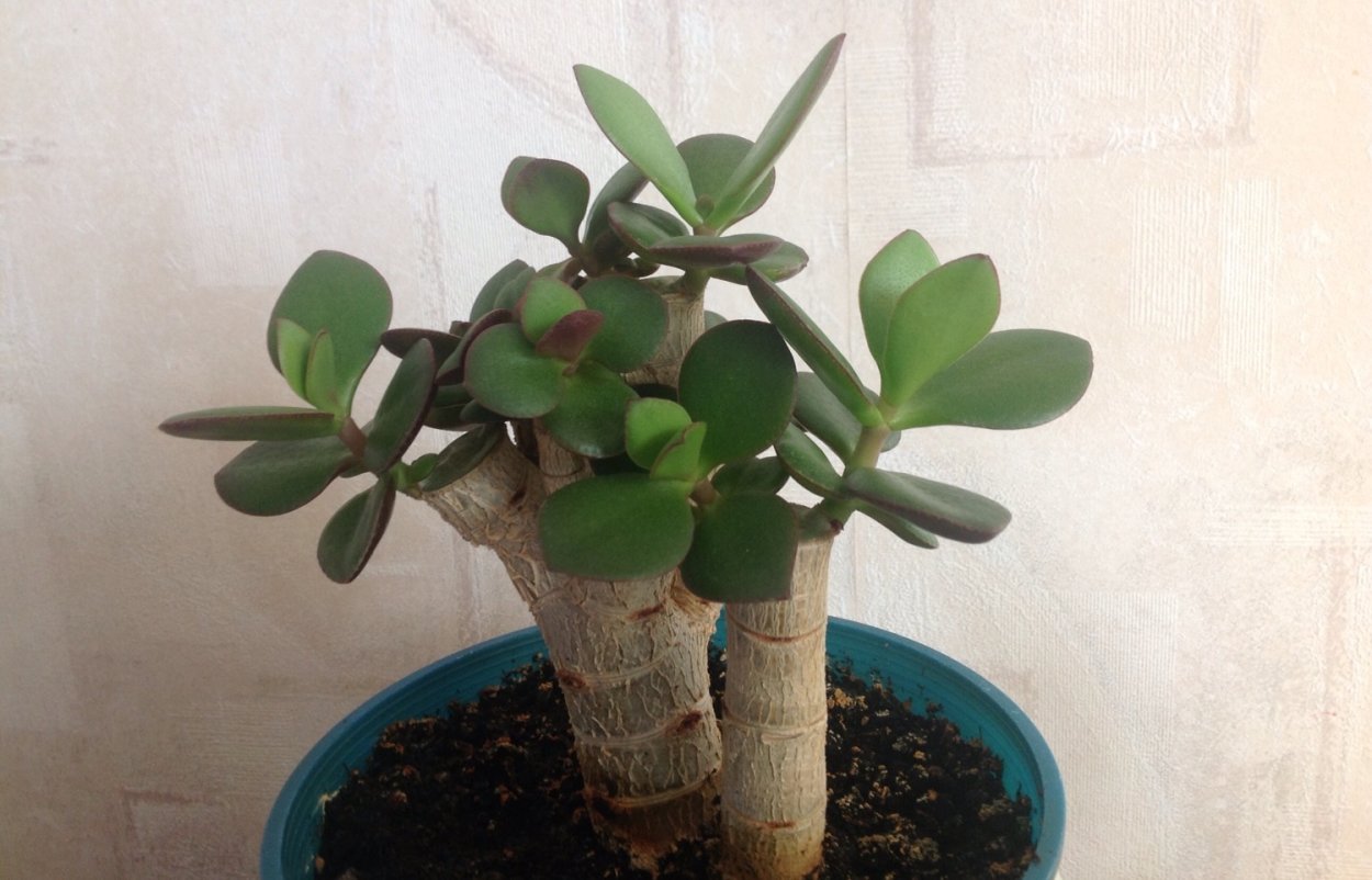 Крассула Денетор