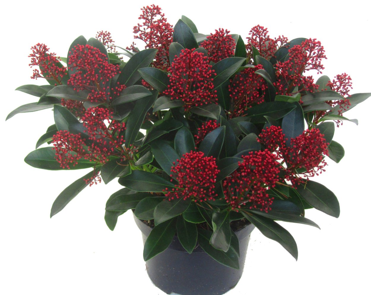 Скиммия japonica