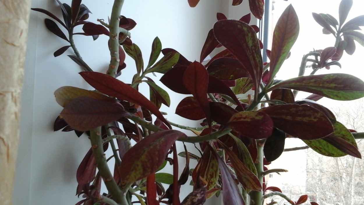 Колеус фиолетовый