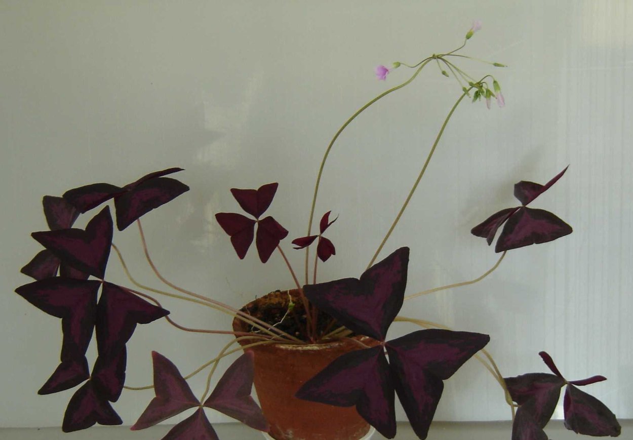 Кислица оксалис