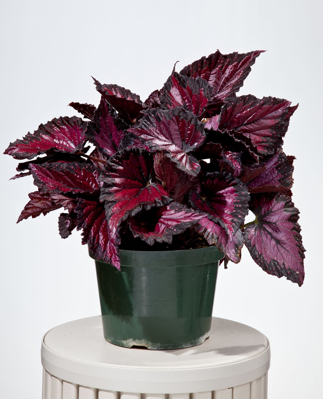 Ирезине Xербcта