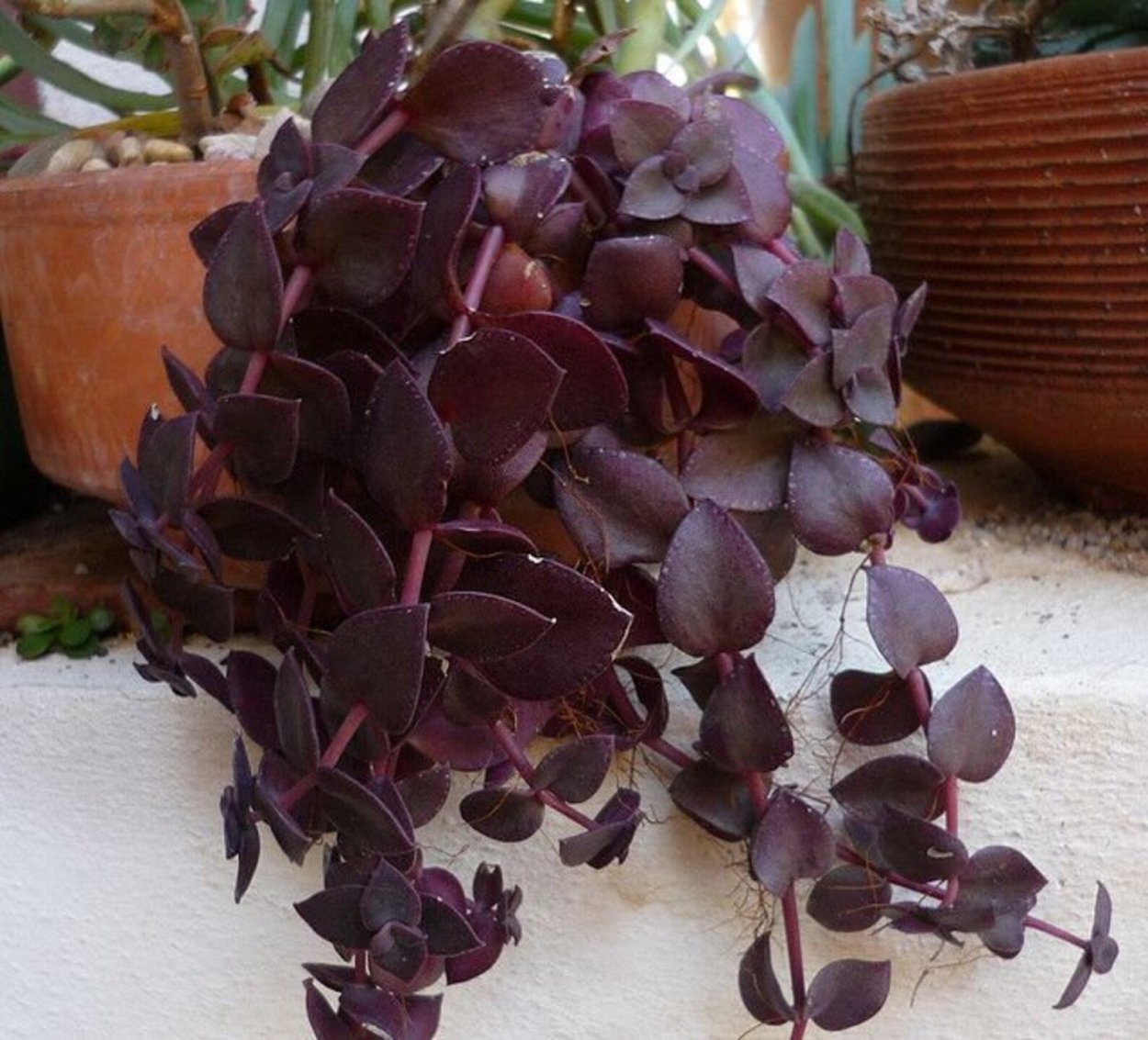 Гейхера Клауд найн