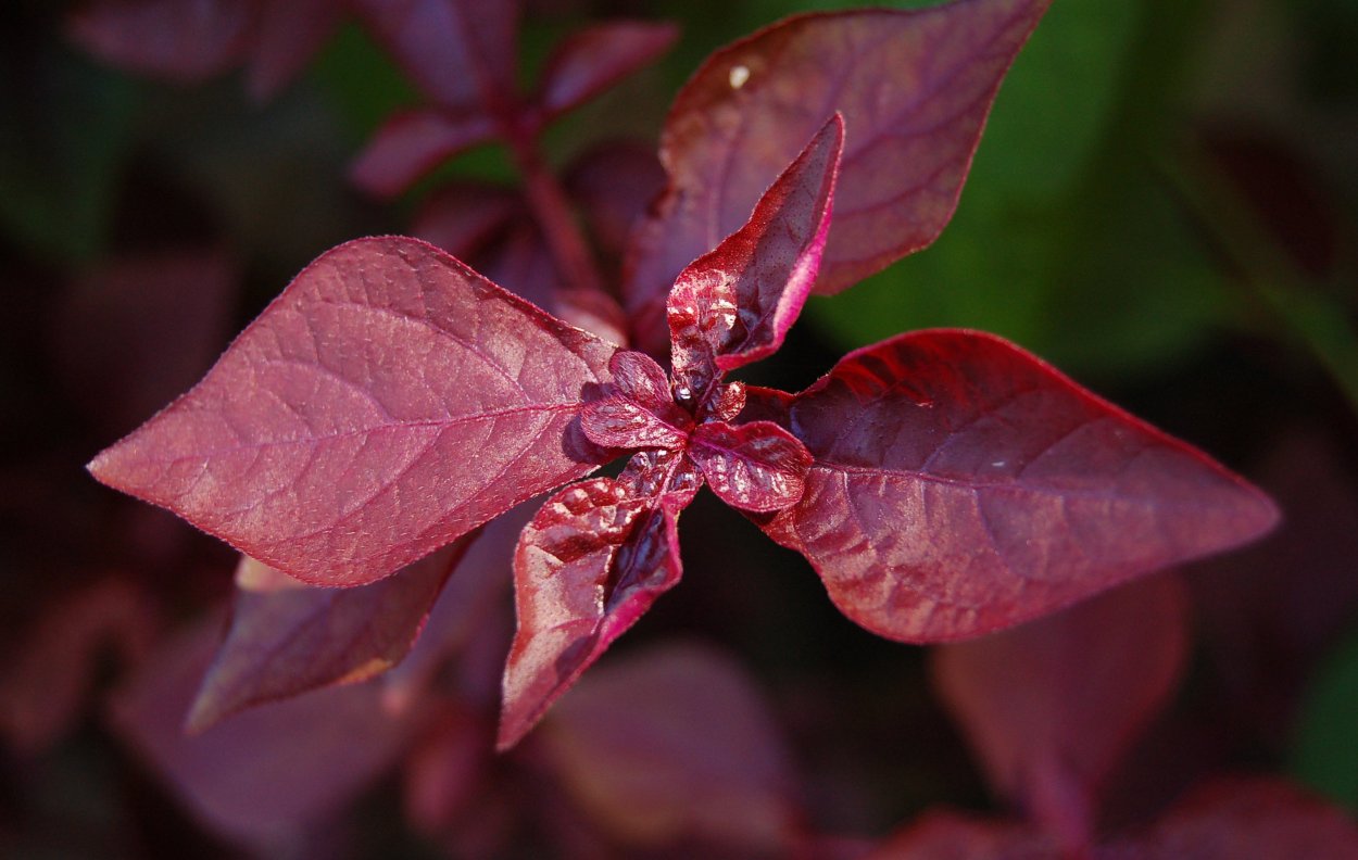 Бегония Королевская