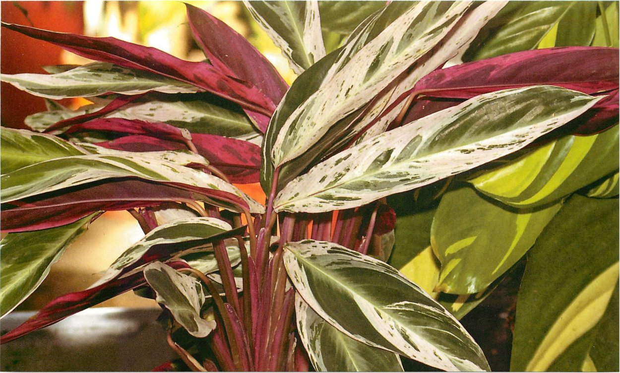 Эписция Медно-красная