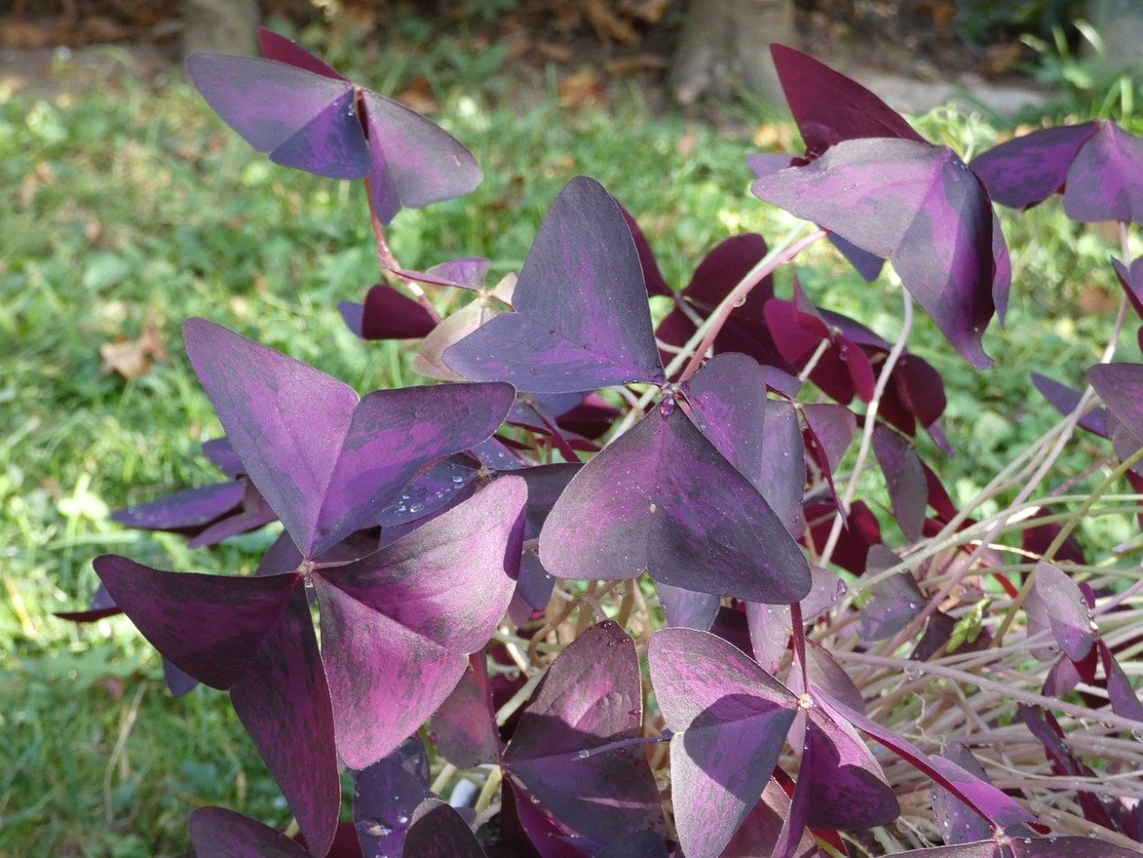 Колеус Блюма