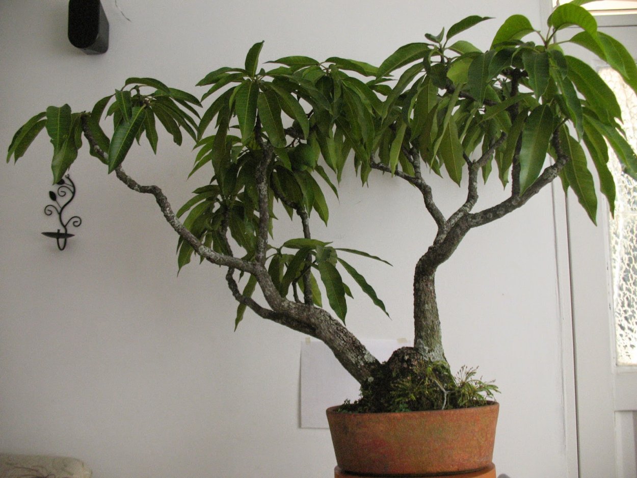 Манго бонсай