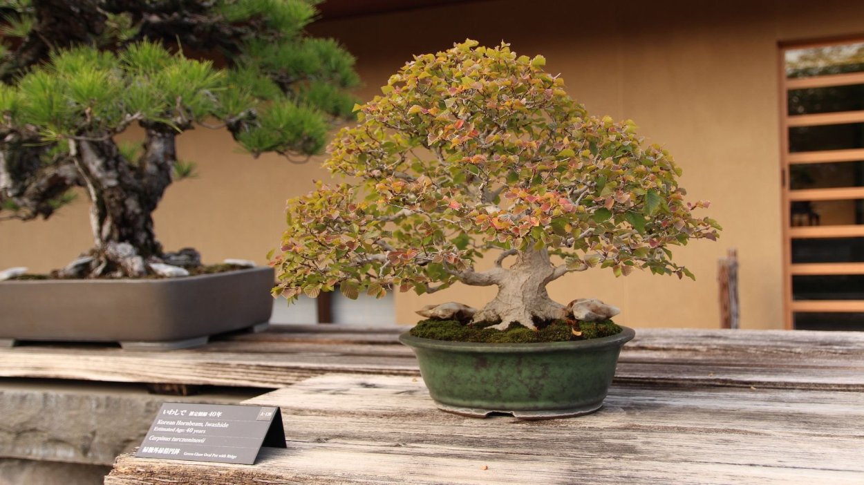 Авокадо бонсай