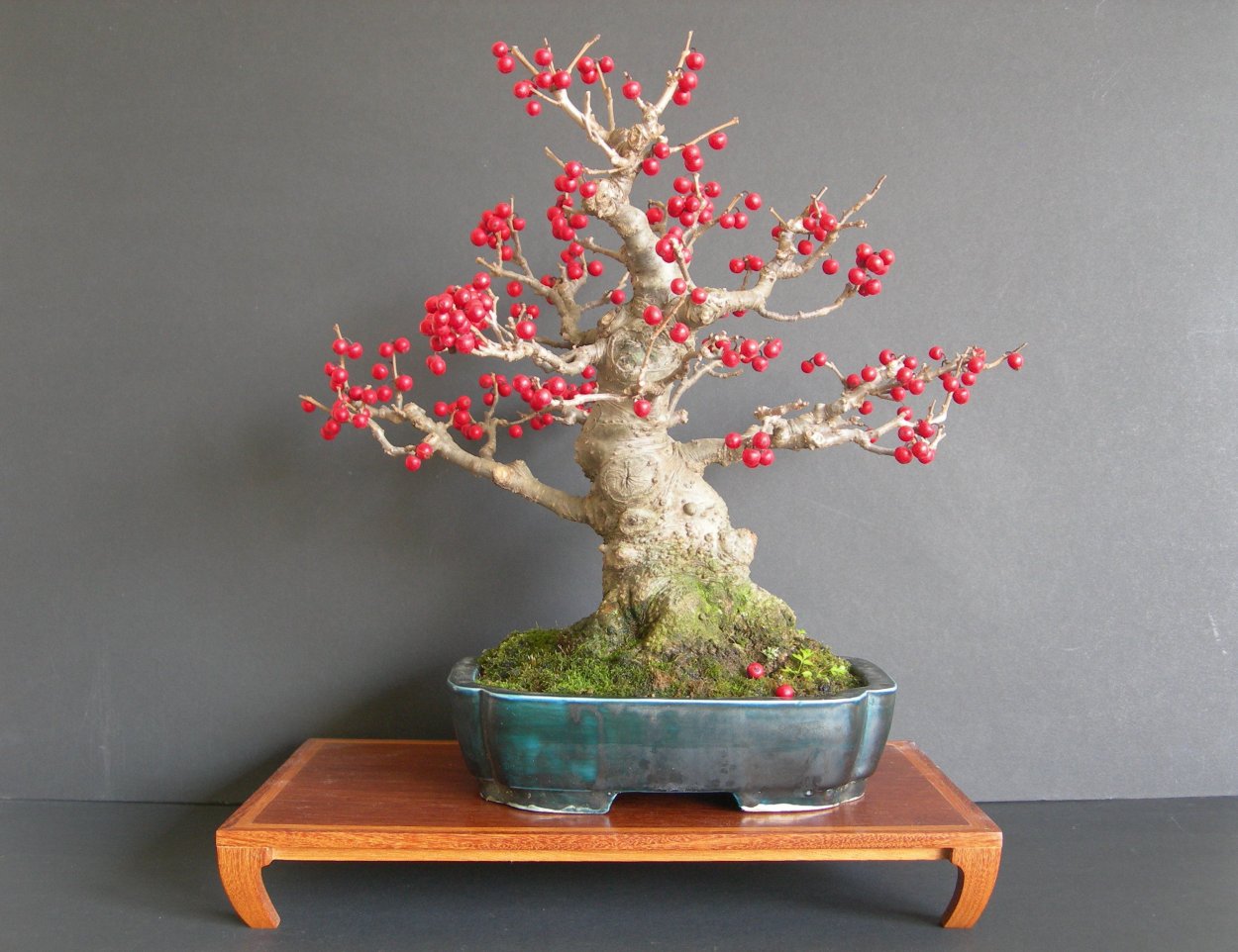 Яблоня бонсай Эрроу