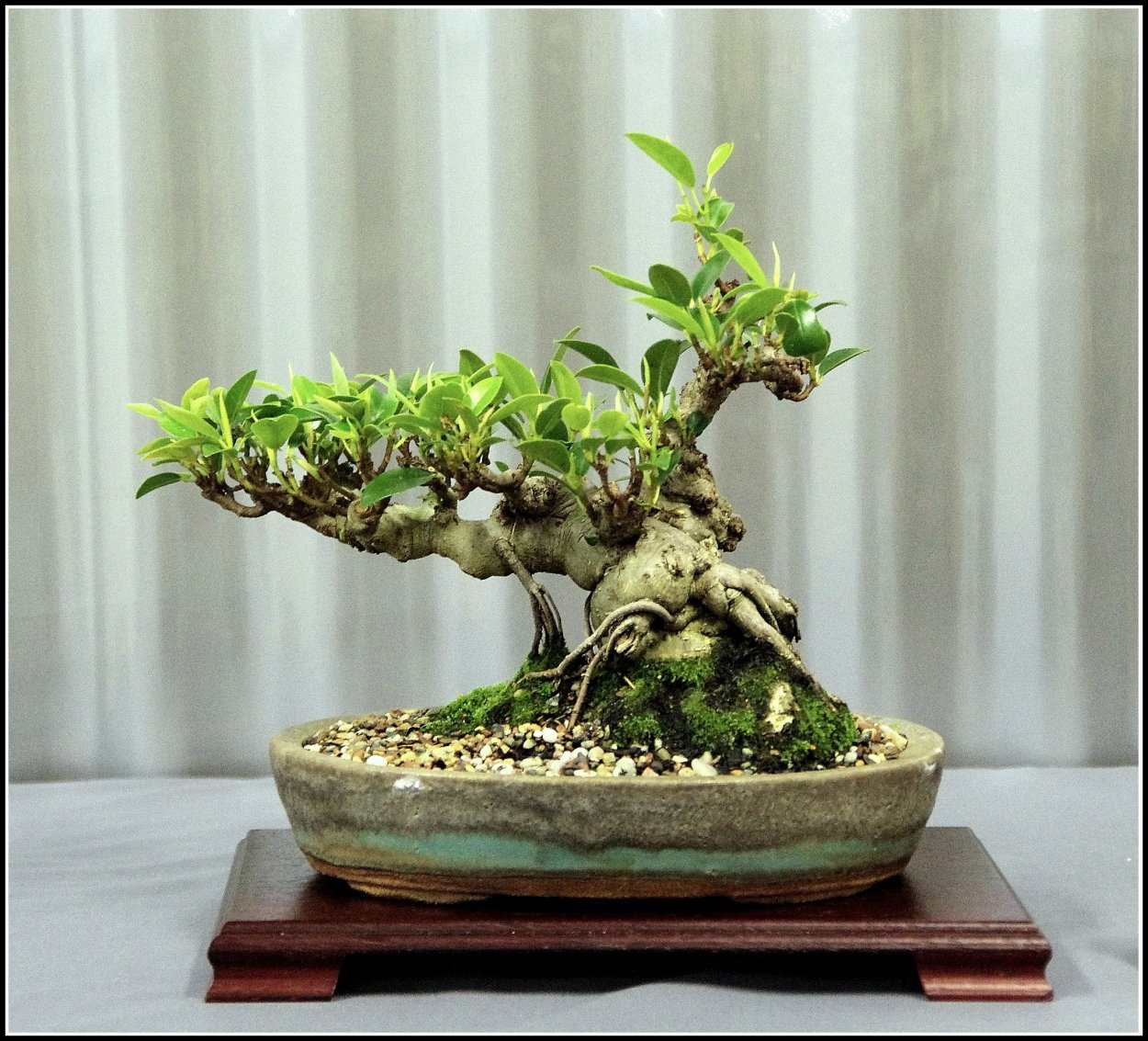 Бонсай Зоки