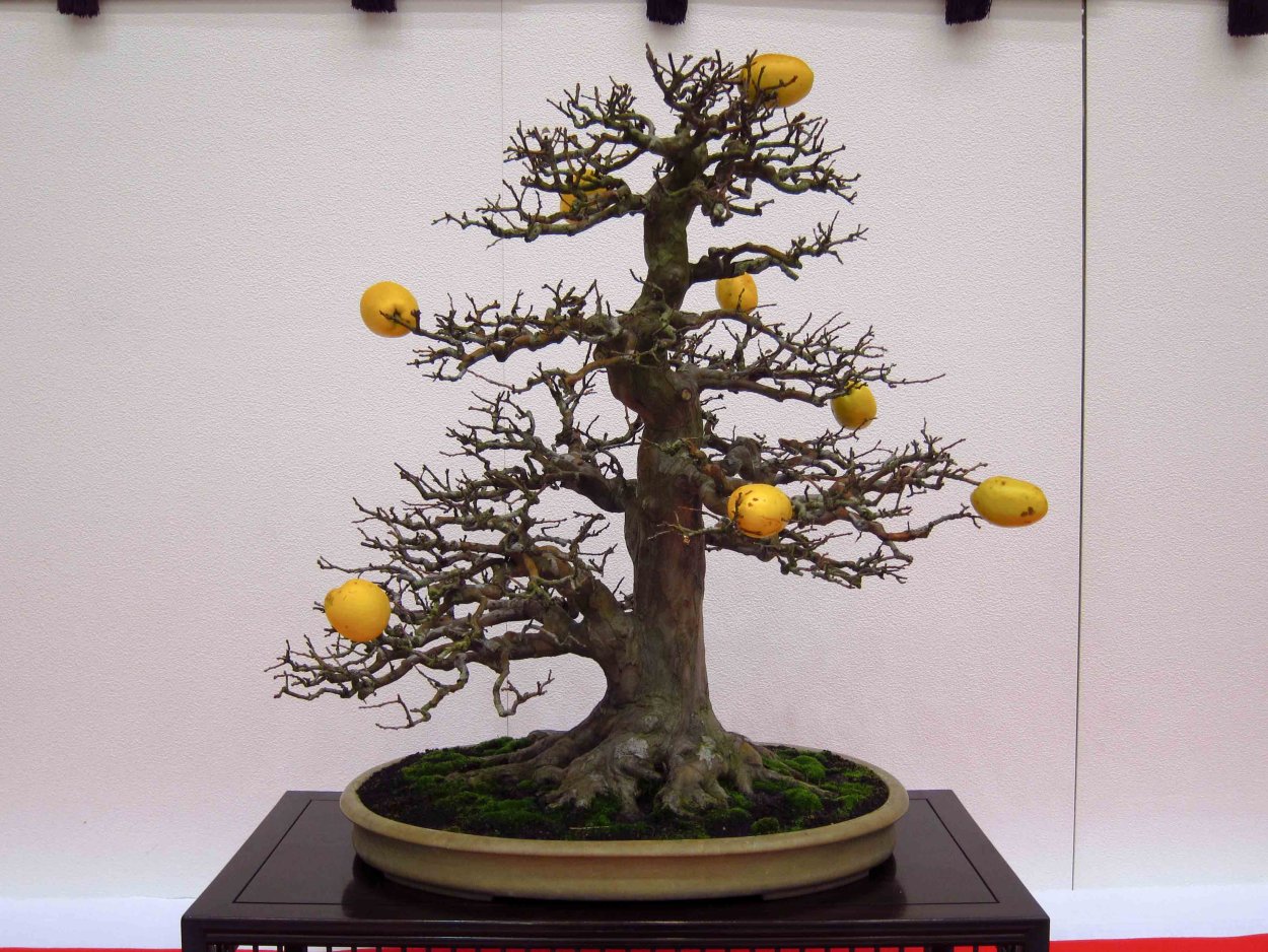 Манго дерево бонсай